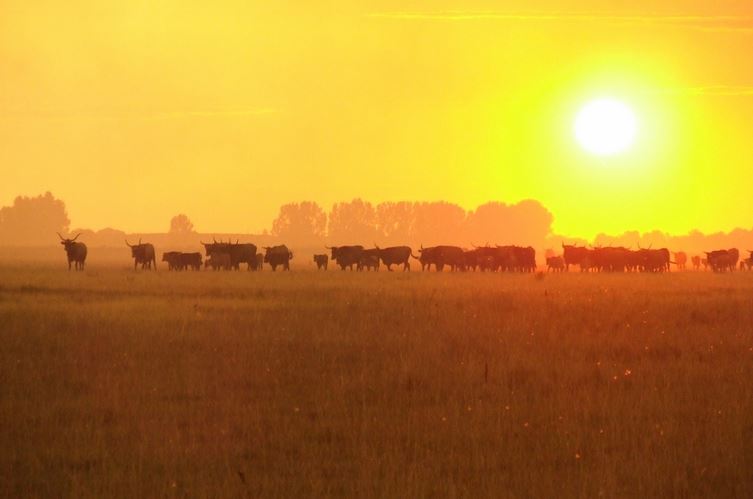 GusztaHús és az őstulok