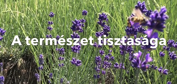 GusztaHús és a szürkemarha steak GusztaHús